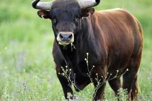 U kubanu je pijani čovjek ukrao bika od žene U kubanu je pijani čovjek ukrao bika od žene